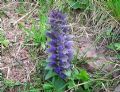 Ajuga pyramidalis